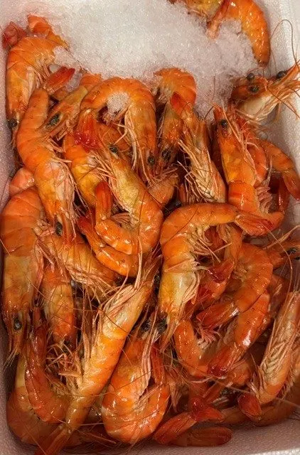 crevettes roses cuites vrac - 25/35 equateur - 10/20, 30/40 et 60/80 madagascar — photo 1 sur 5