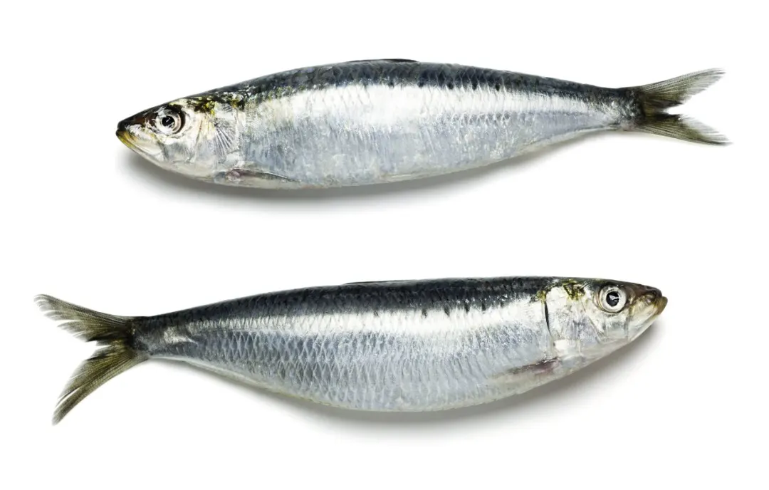 sardines entieres en rayon traditionnel — photo du produit rappelé